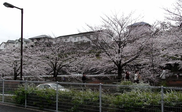 桜並木の様子