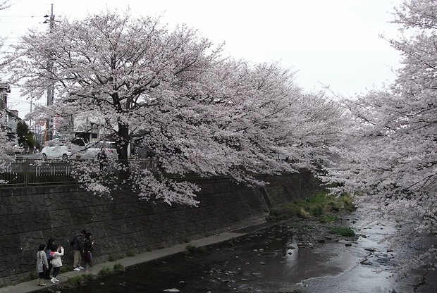 高瀬橋で川面に下りる