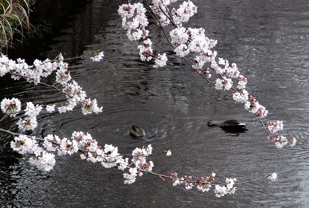 鴨と桜