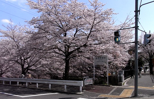 都橋の桜