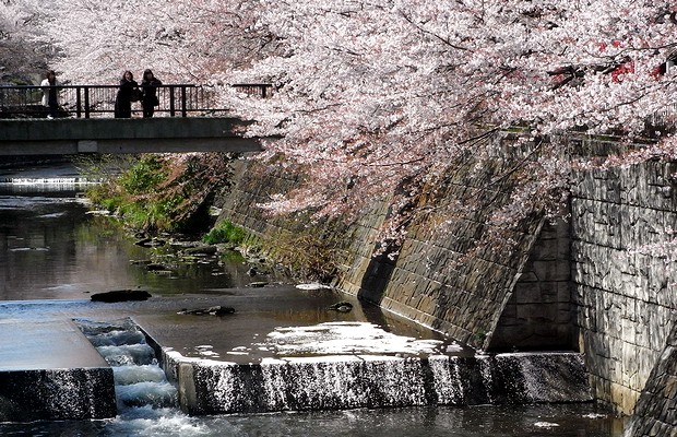 堰の上の桜を見る人