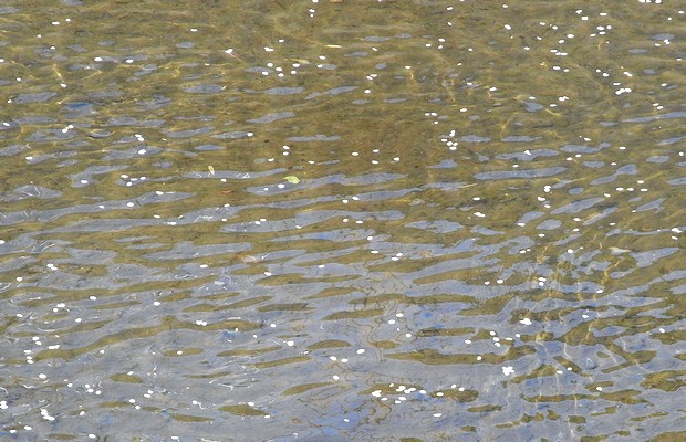 川面にゆらゆら、流れる花びら