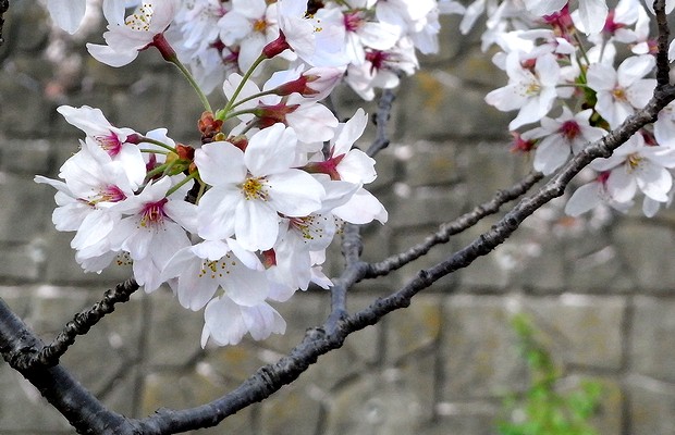 一番綺麗だった桜