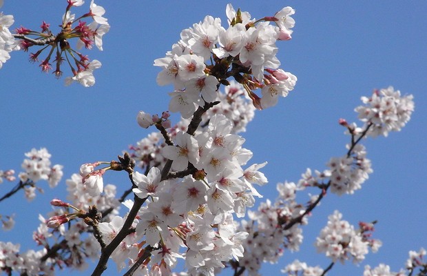 咲き続ける力も尽きた花
