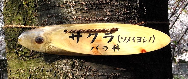 さくら、そめいよしのはバラ科です